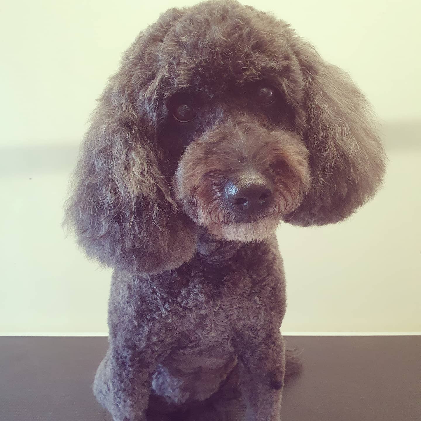 worthing dog groomer - gertie - mini australian labradoodle